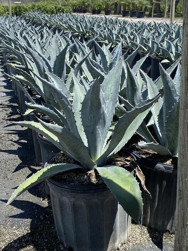 agave-americana-century-plant-yellow-agave-agave-amarillo