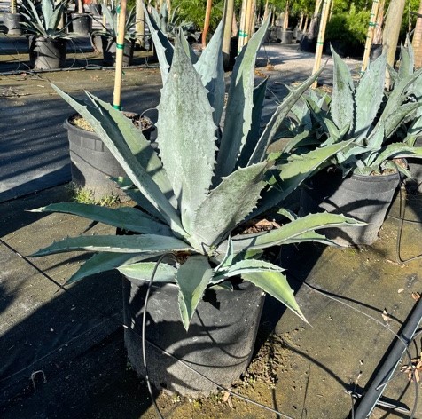 agave-americana-century-plant-yellow-agave-agave-amarillo