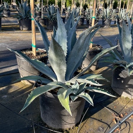 agave-americana-century-plant-yellow-agave-agave-amarillo