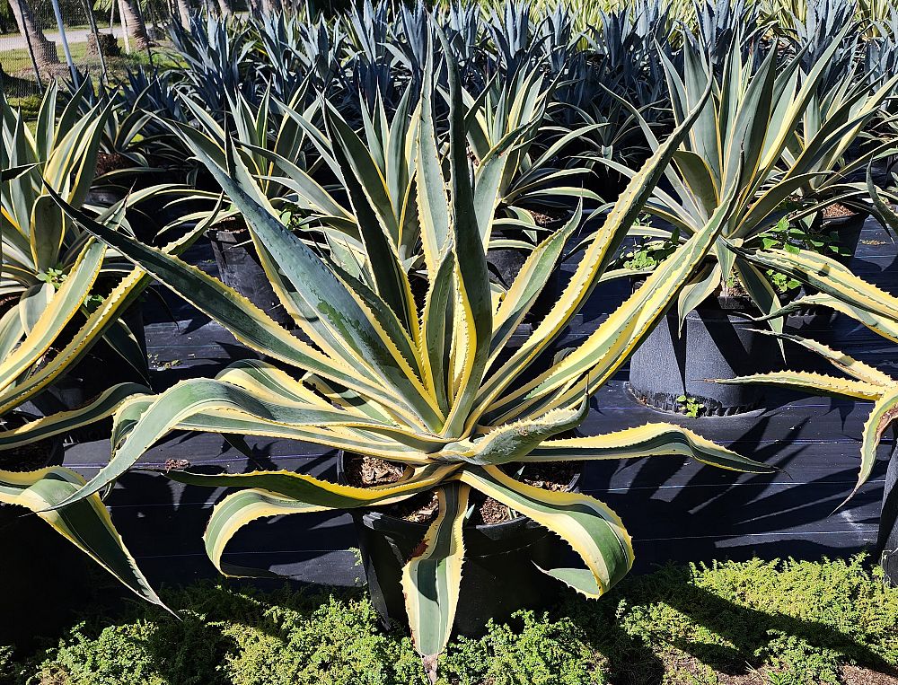 agave-americana-century-plant-yellow-agave-agave-amarillo