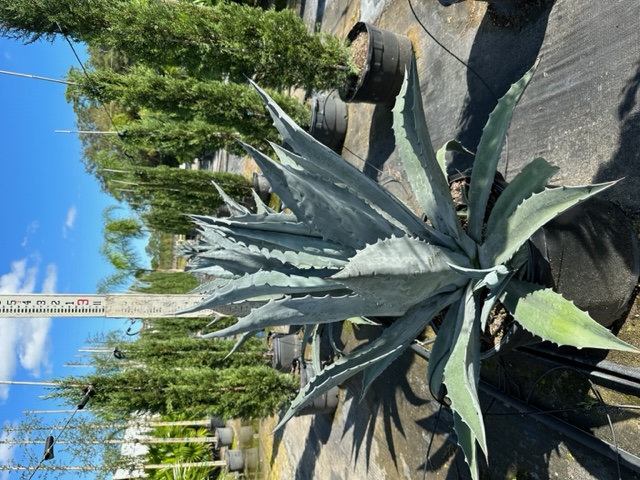 agave-americana-century-plant-yellow-agave-agave-amarillo