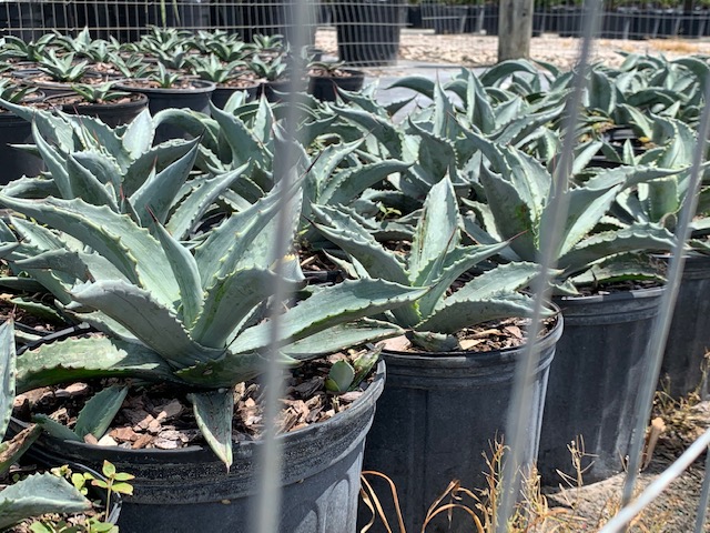 agave-americana-century-plant-yellow-agave-agave-amarillo
