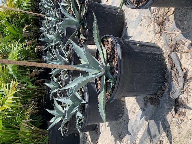 agave-americana-century-plant-yellow-agave-agave-amarillo