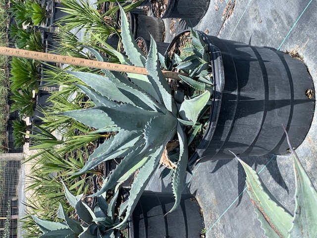 agave-americana-century-plant-yellow-agave-agave-amarillo