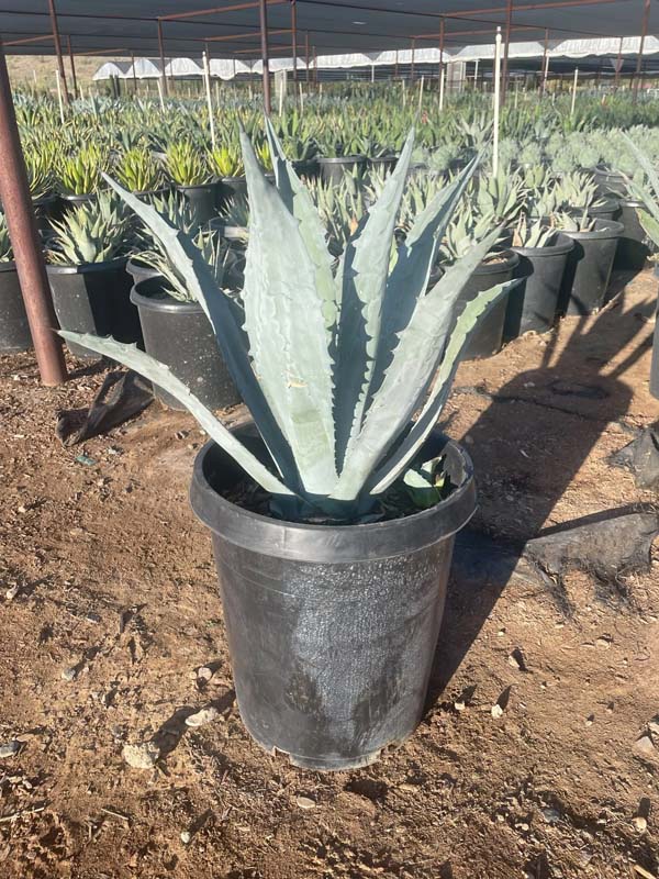 agave-americana-century-plant-yellow-agave-agave-amarillo