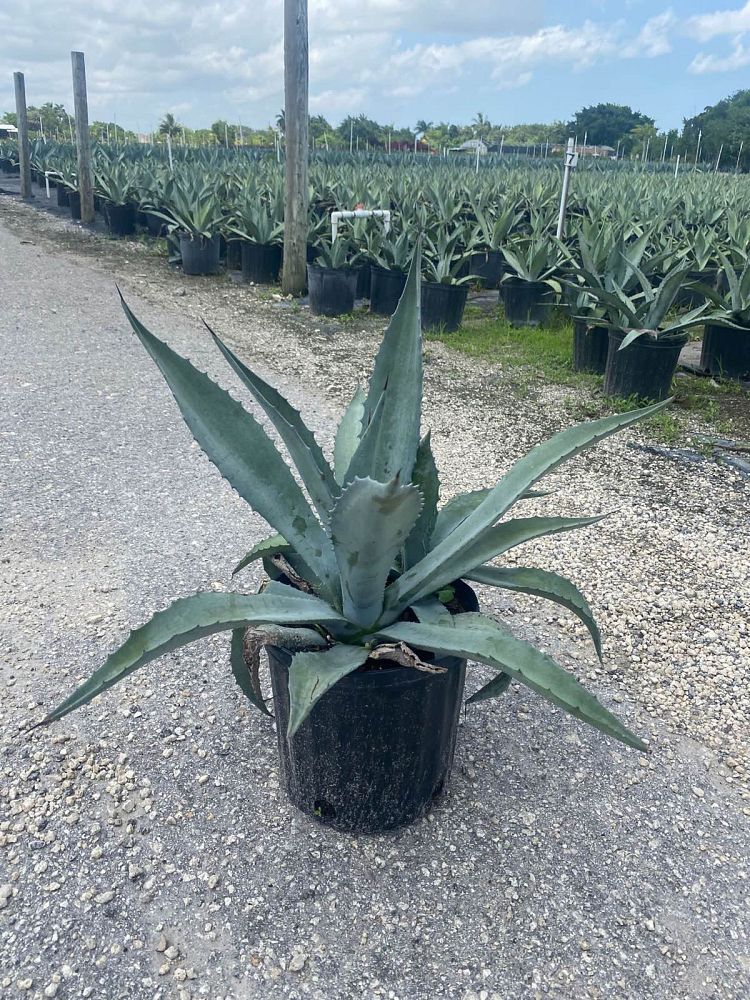 agave-americana-century-plant-yellow-agave-agave-amarillo
