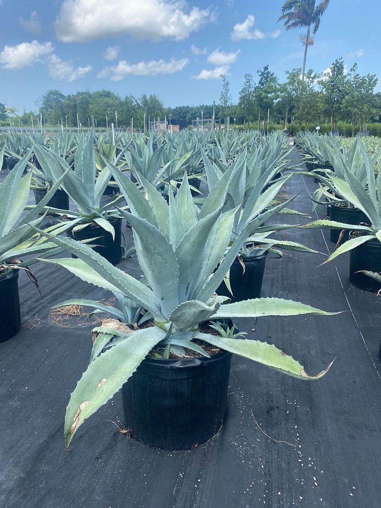agave-americana-century-plant-yellow-agave-agave-amarillo