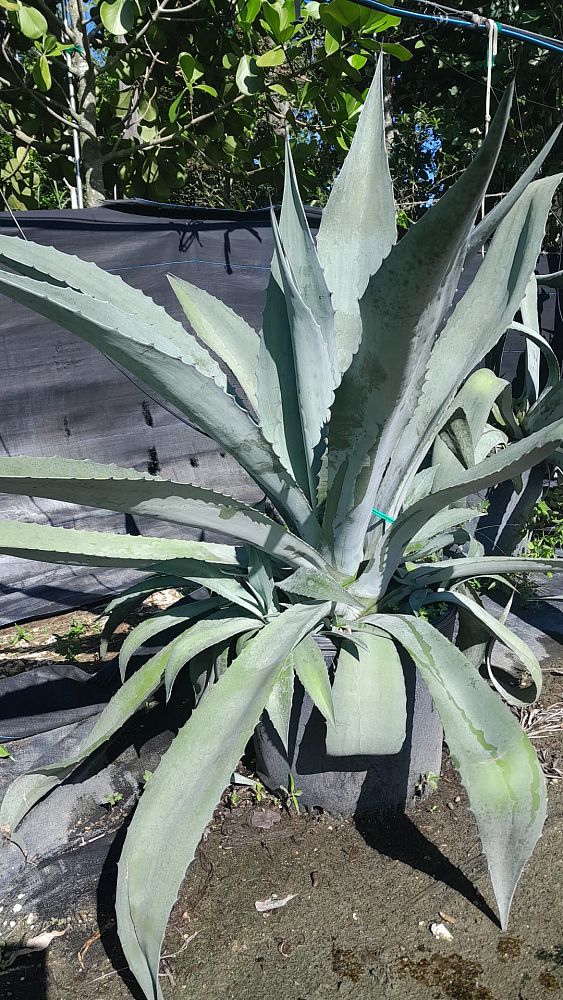 agave-americana-century-plant-yellow-agave-agave-amarillo