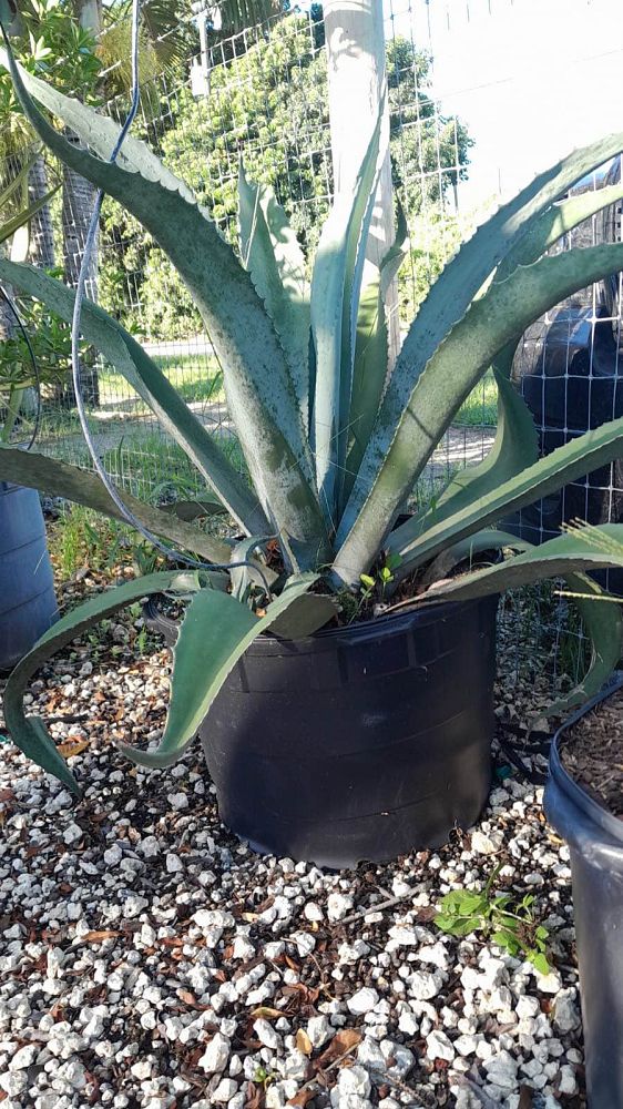 agave-americana-century-plant-yellow-agave-agave-amarillo