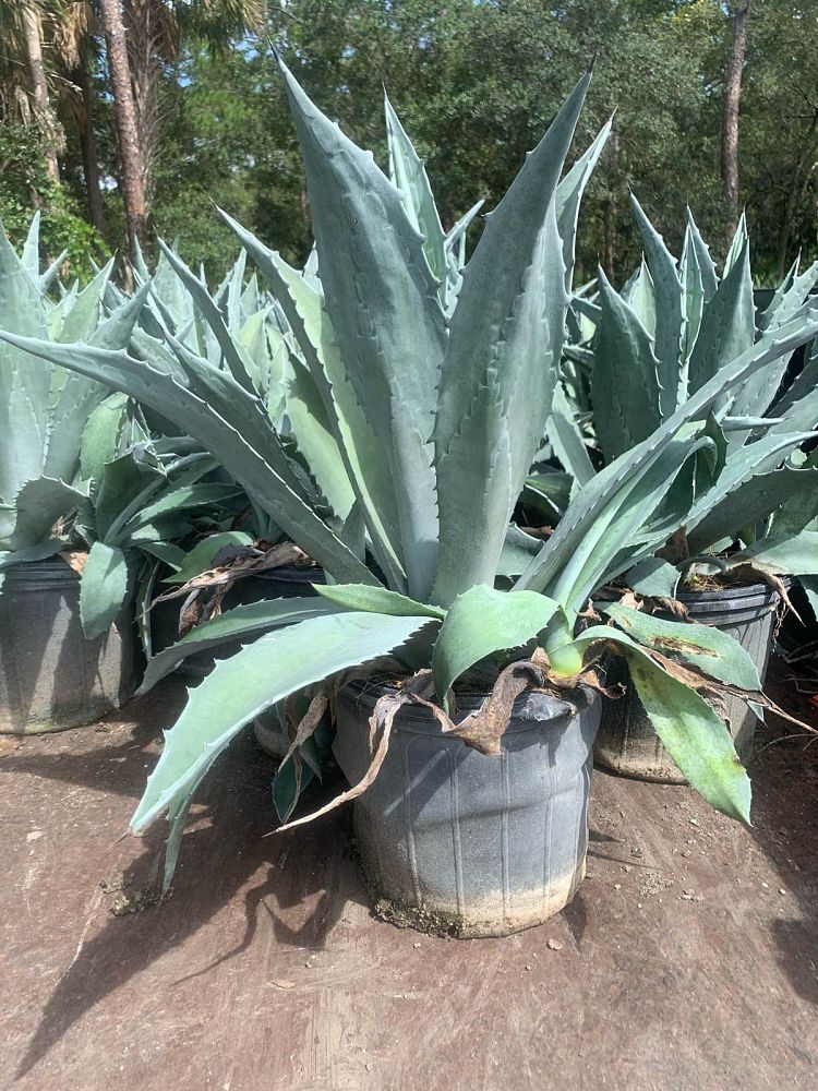 agave-americana-century-plant-yellow-agave-agave-amarillo