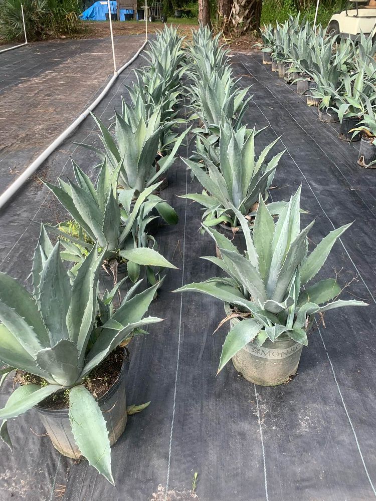 agave-americana-century-plant-yellow-agave-agave-amarillo