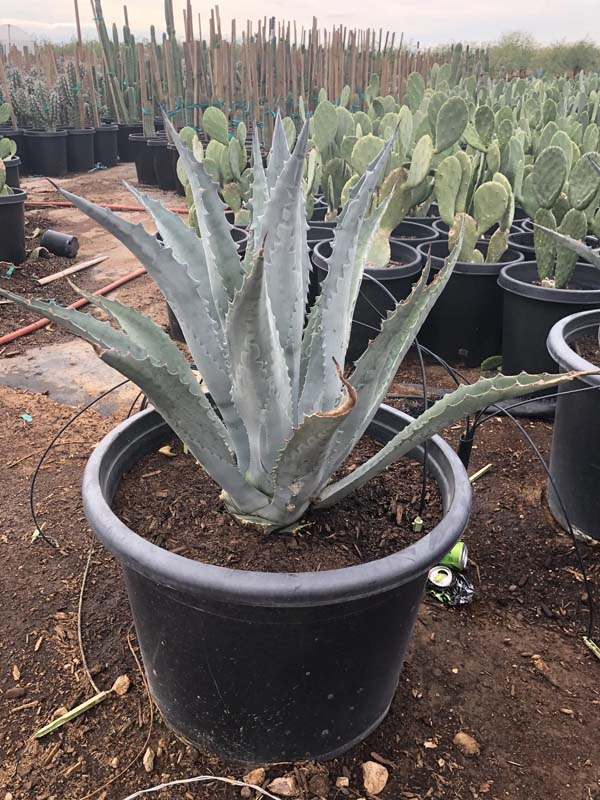 agave-americana-century-plant-yellow-agave-agave-amarillo