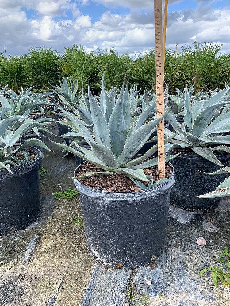 agave-americana-century-plant-yellow-agave-agave-amarillo