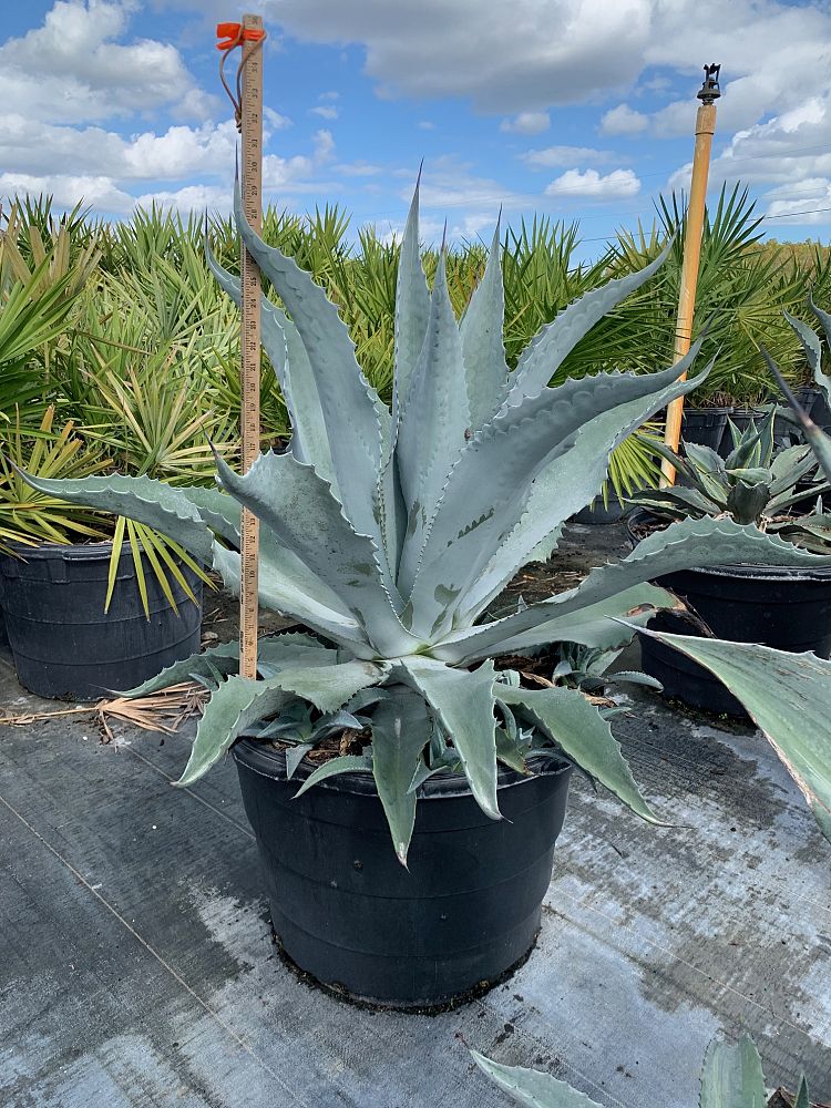 agave-americana-century-plant-yellow-agave-agave-amarillo