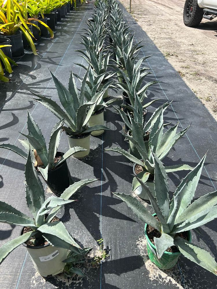 agave-americana-century-plant-yellow-agave-agave-amarillo