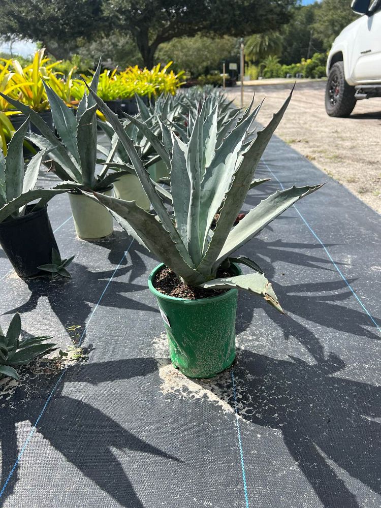 agave-americana-century-plant-yellow-agave-agave-amarillo