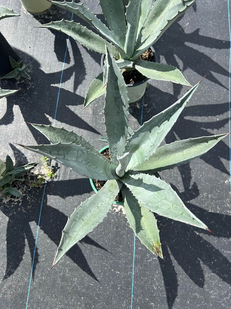 agave-americana-century-plant-yellow-agave-agave-amarillo