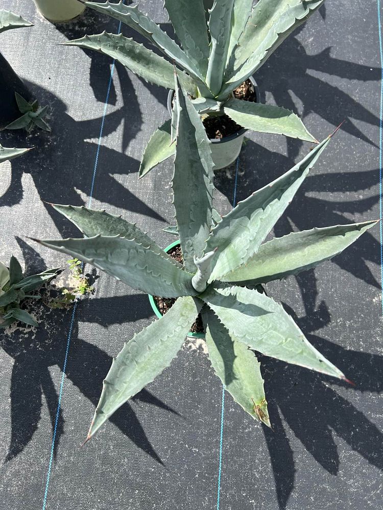 agave-americana-century-plant-yellow-agave-agave-amarillo