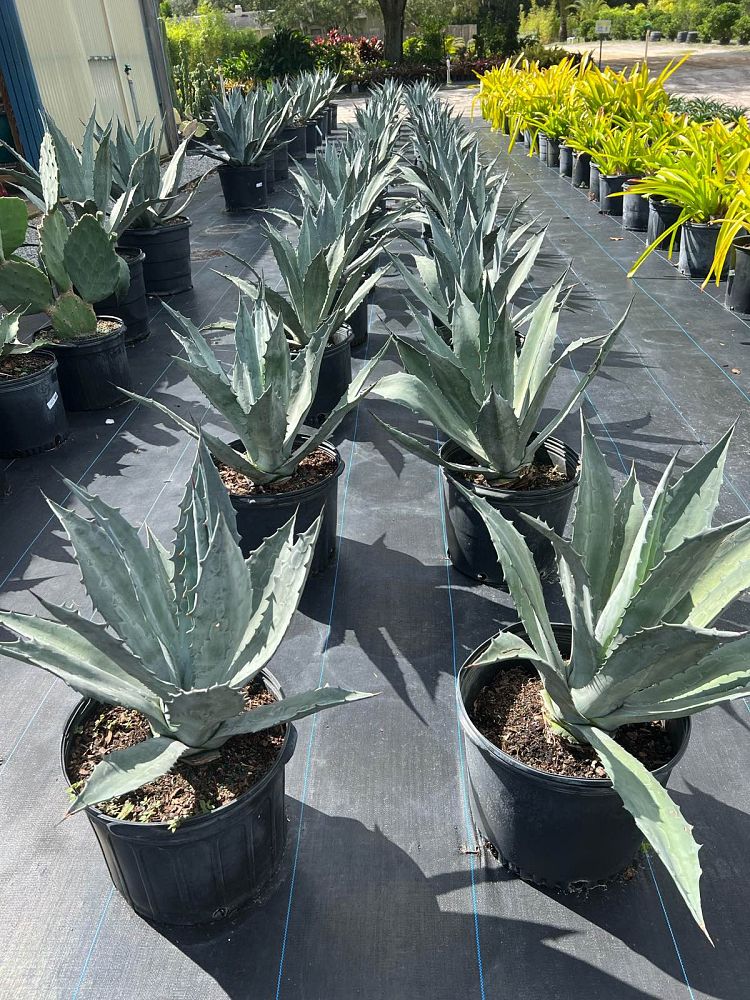 agave-americana-century-plant-yellow-agave-agave-amarillo