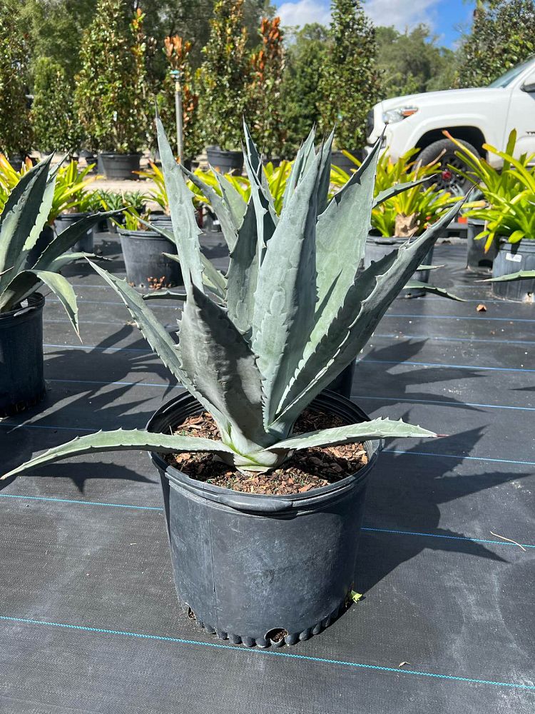 agave-americana-century-plant-yellow-agave-agave-amarillo