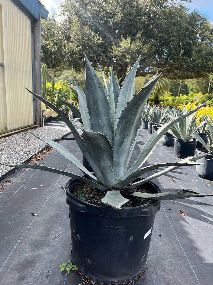 agave-americana-century-plant-yellow-agave-agave-amarillo