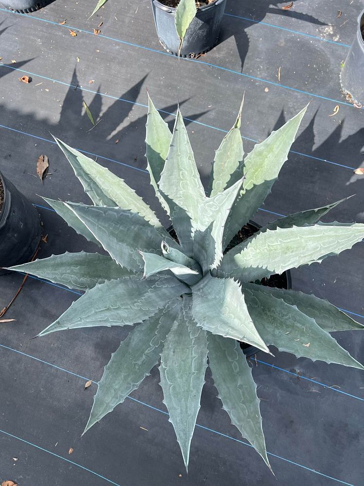 agave-americana-century-plant-yellow-agave-agave-amarillo