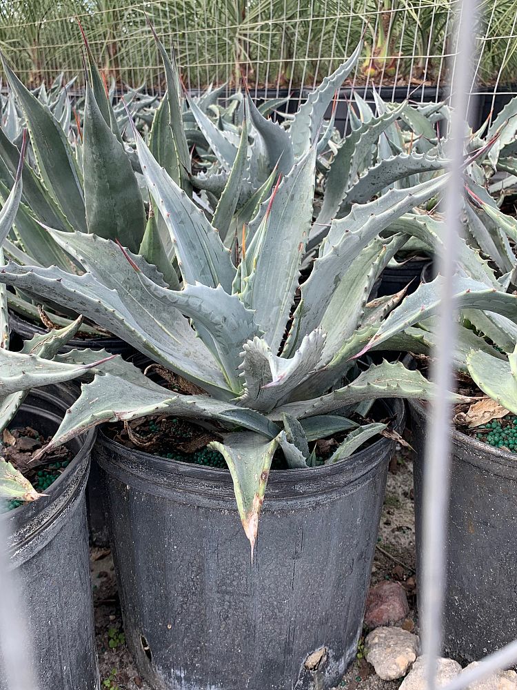 agave-americana-century-plant-yellow-agave-agave-amarillo