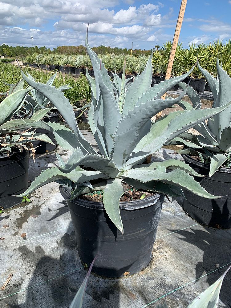 agave-americana-century-plant-yellow-agave-agave-amarillo