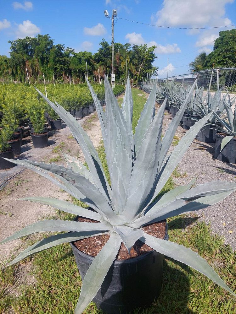 agave-americana-century-plant-yellow-agave-agave-amarillo