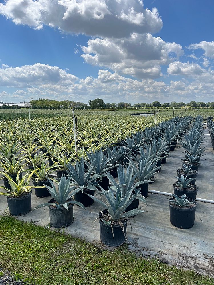 agave-americana-century-plant-yellow-agave-agave-amarillo