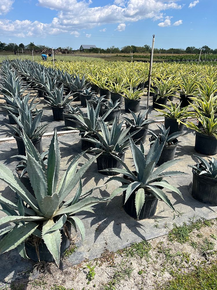 agave-americana-century-plant-yellow-agave-agave-amarillo