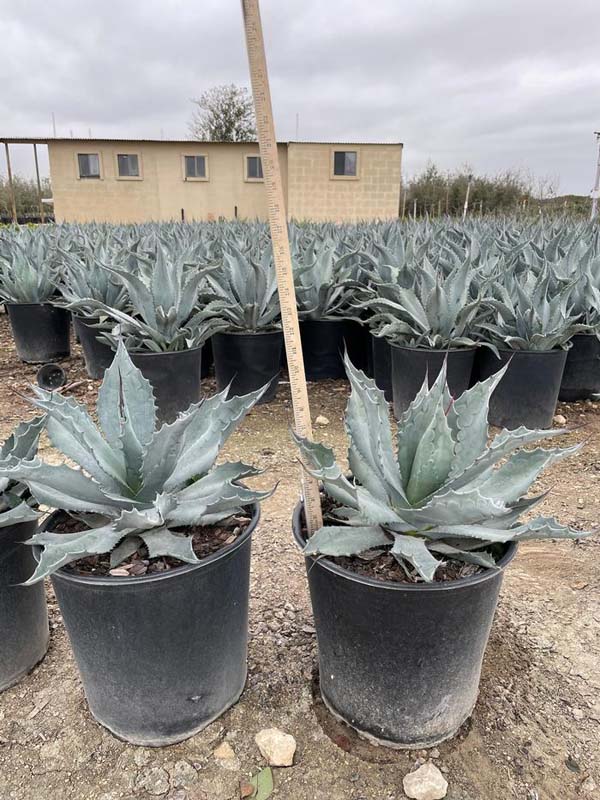 agave-americana-century-plant-yellow-agave-agave-amarillo