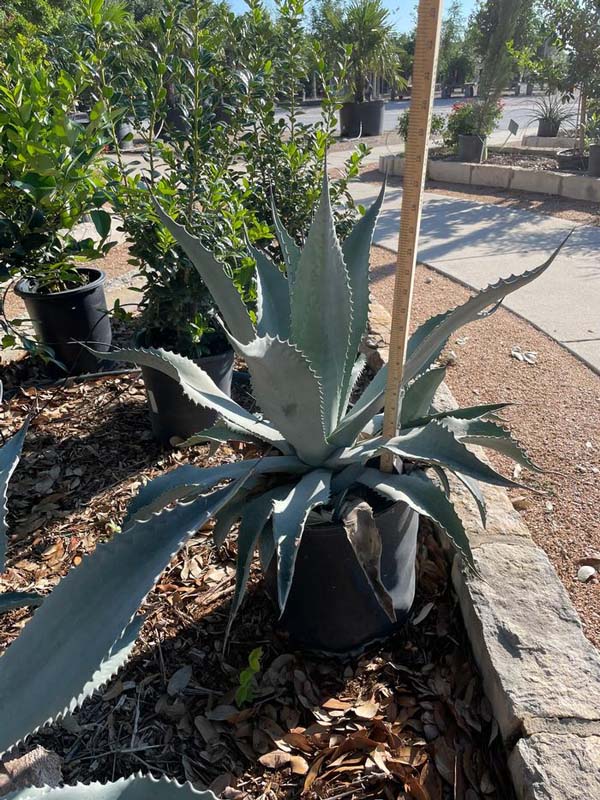 agave-americana-century-plant-yellow-agave-agave-amarillo