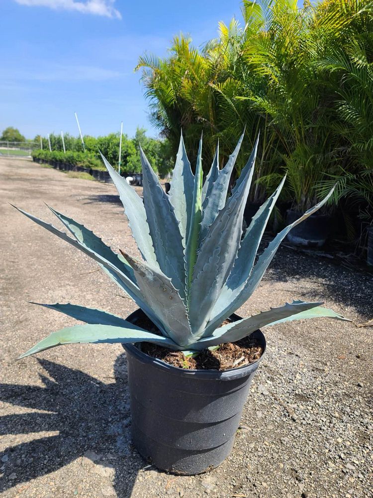 agave-americana-century-plant-yellow-agave-agave-amarillo