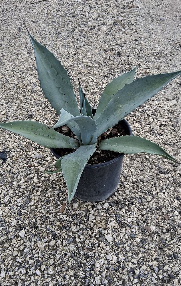 agave-americana-century-plant-yellow-agave-agave-amarillo