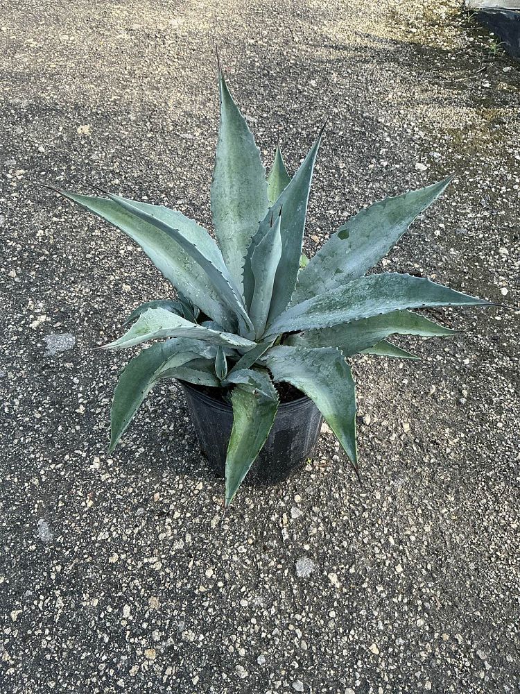agave-americana-century-plant-yellow-agave-agave-amarillo