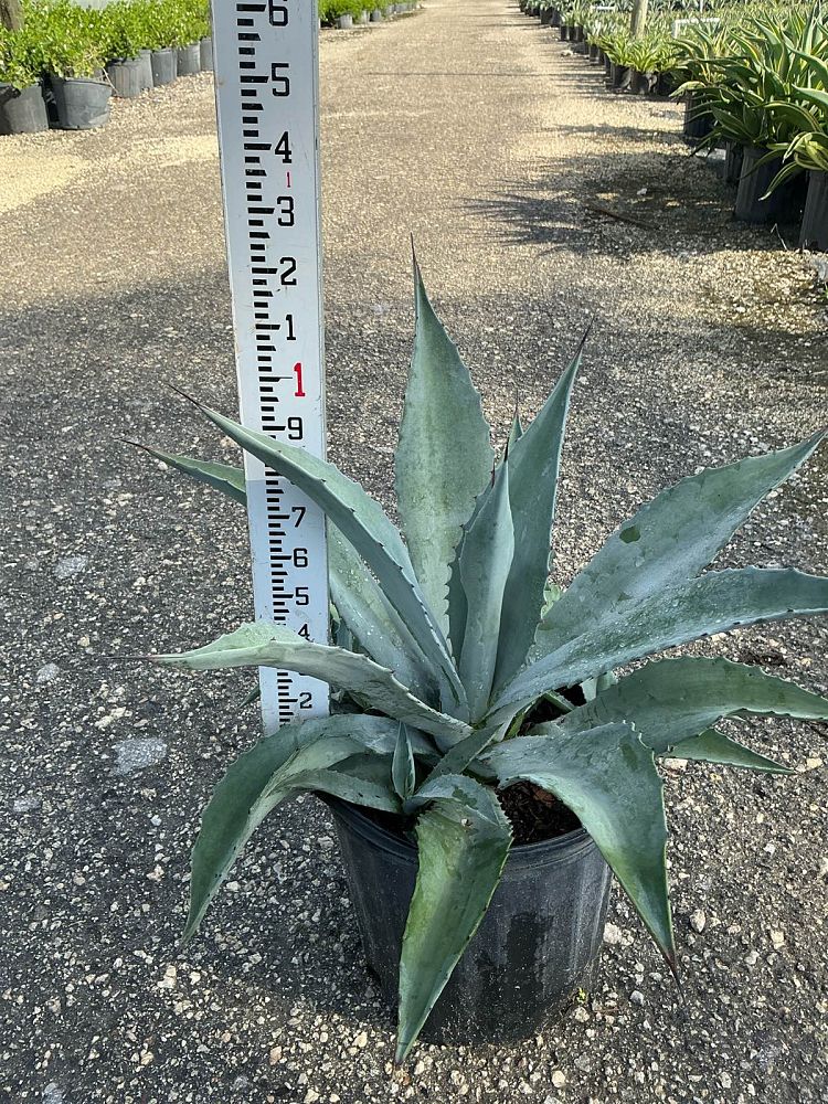 agave-americana-century-plant-yellow-agave-agave-amarillo