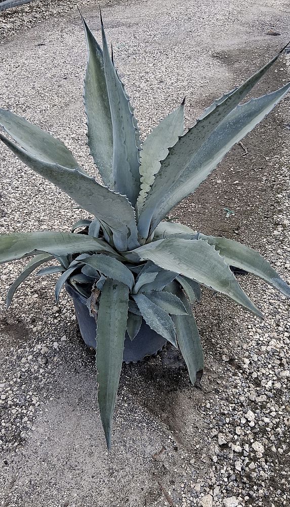 agave-americana-century-plant-yellow-agave-agave-amarillo