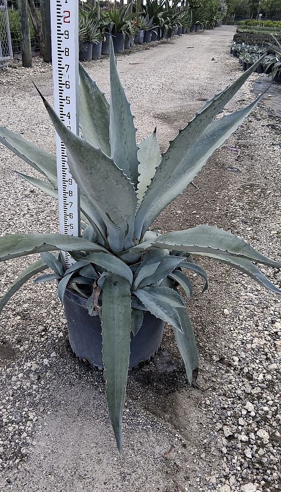 agave-americana-century-plant-yellow-agave-agave-amarillo