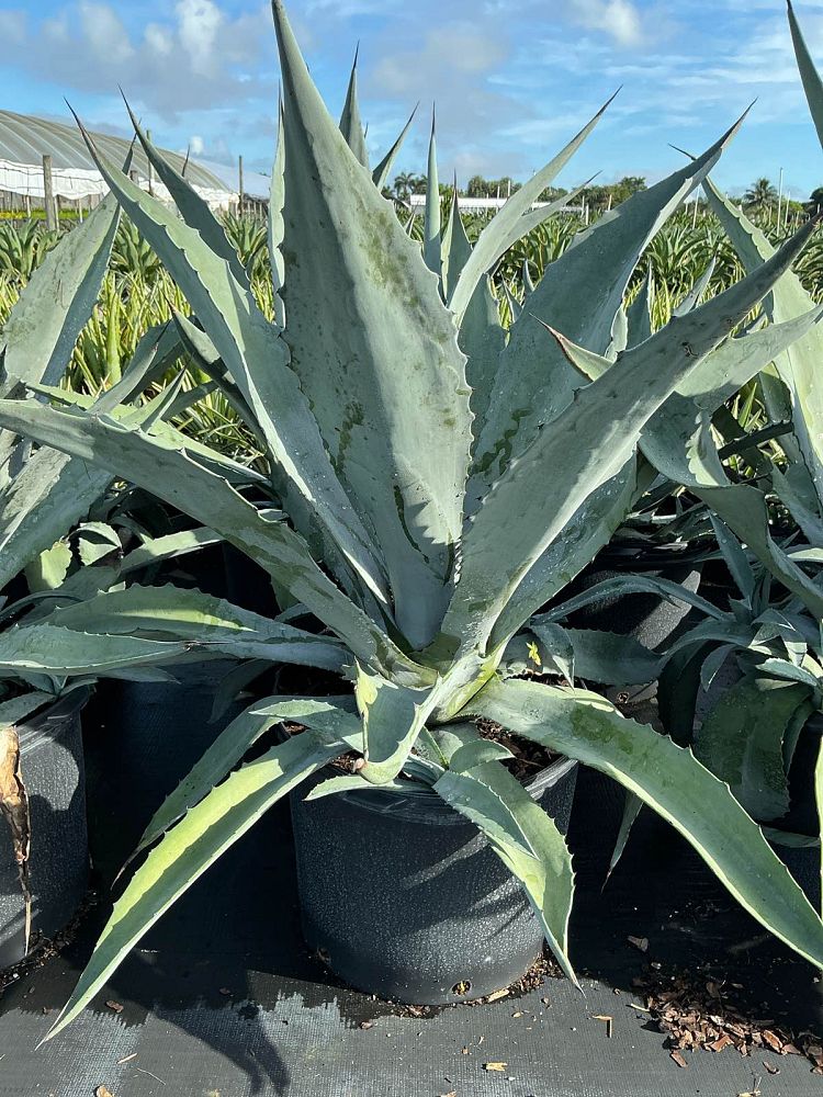agave-americana-century-plant-yellow-agave-agave-amarillo