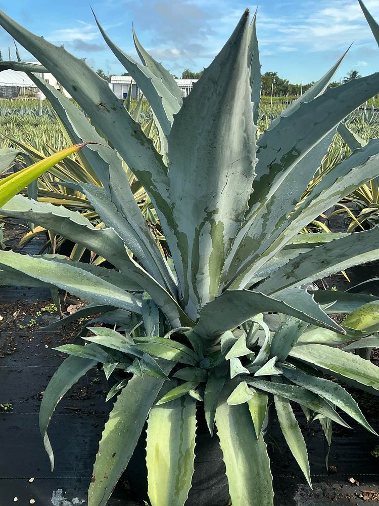 agave-americana-century-plant-yellow-agave-agave-amarillo
