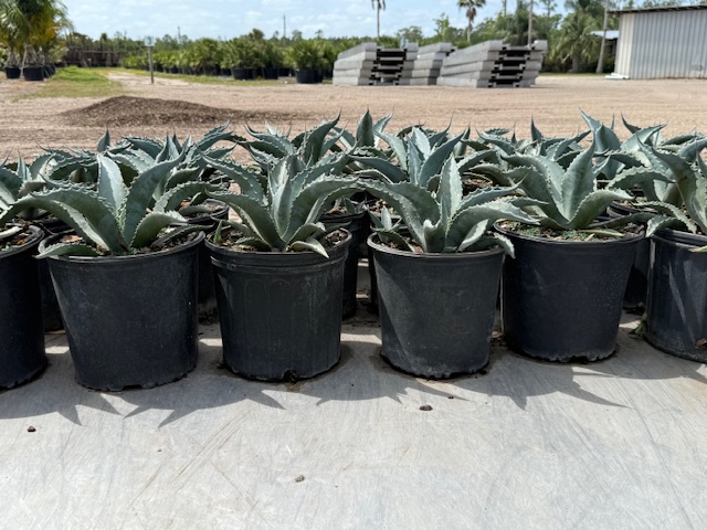 agave-americana-century-plant-yellow-agave-agave-amarillo