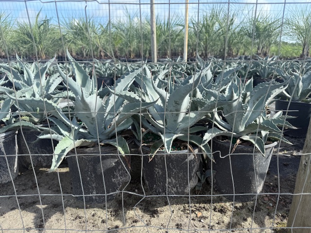 agave-americana-century-plant-yellow-agave-agave-amarillo