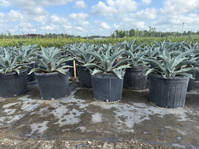 agave-americana-century-plant-yellow-agave-agave-amarillo