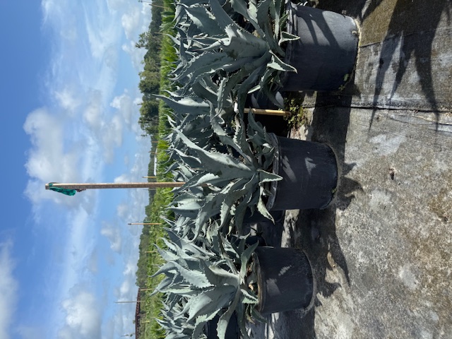 agave-americana-century-plant-yellow-agave-agave-amarillo