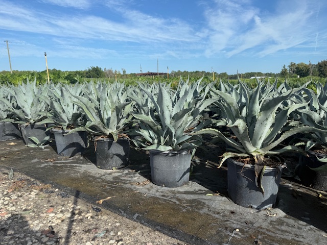 agave-americana-century-plant-yellow-agave-agave-amarillo