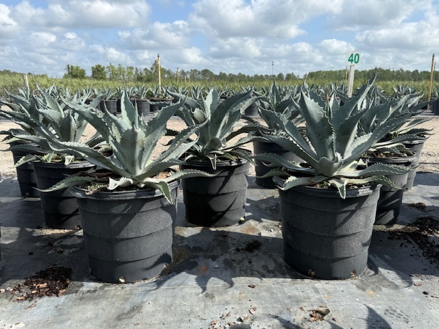 agave-americana-century-plant-yellow-agave-agave-amarillo