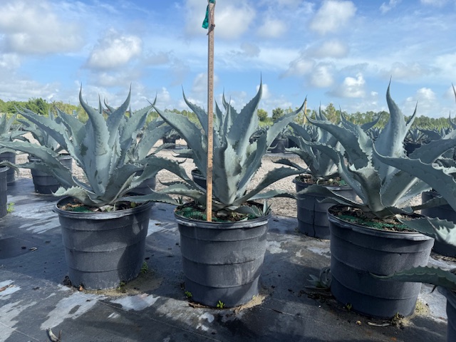 agave-americana-century-plant-yellow-agave-agave-amarillo