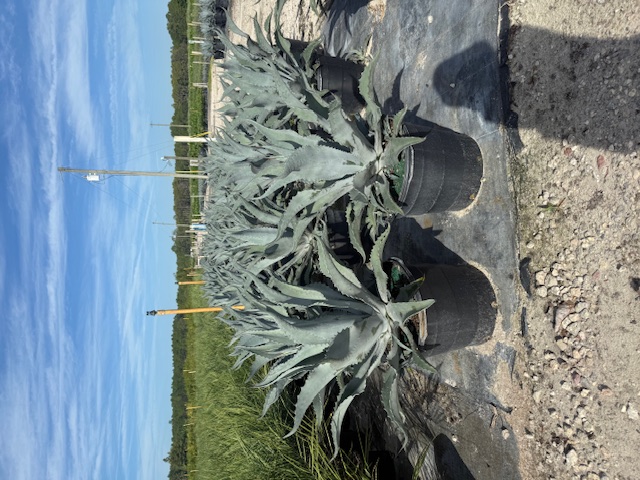 agave-americana-century-plant-yellow-agave-agave-amarillo