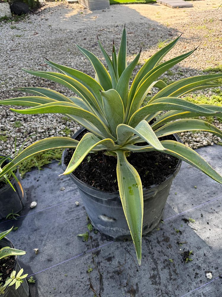 agave-americana-century-plant-yellow-agave-agave-amarillo